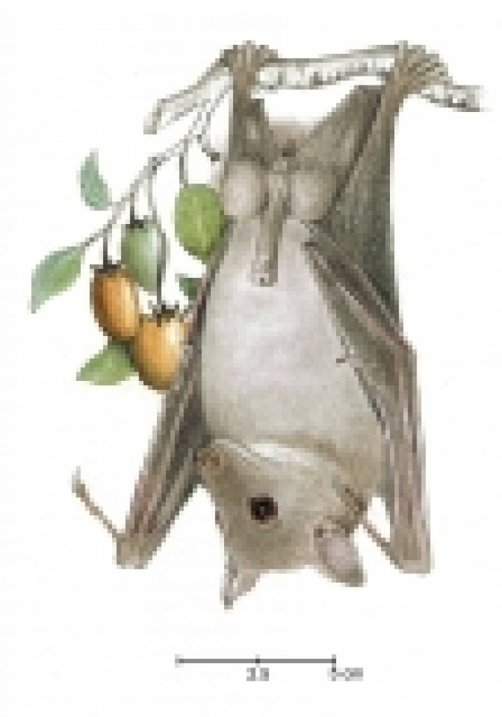 The Bats of Somalia and Neighbouring Areas